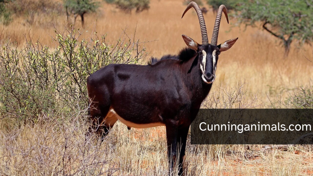 Wild Animals With Manes