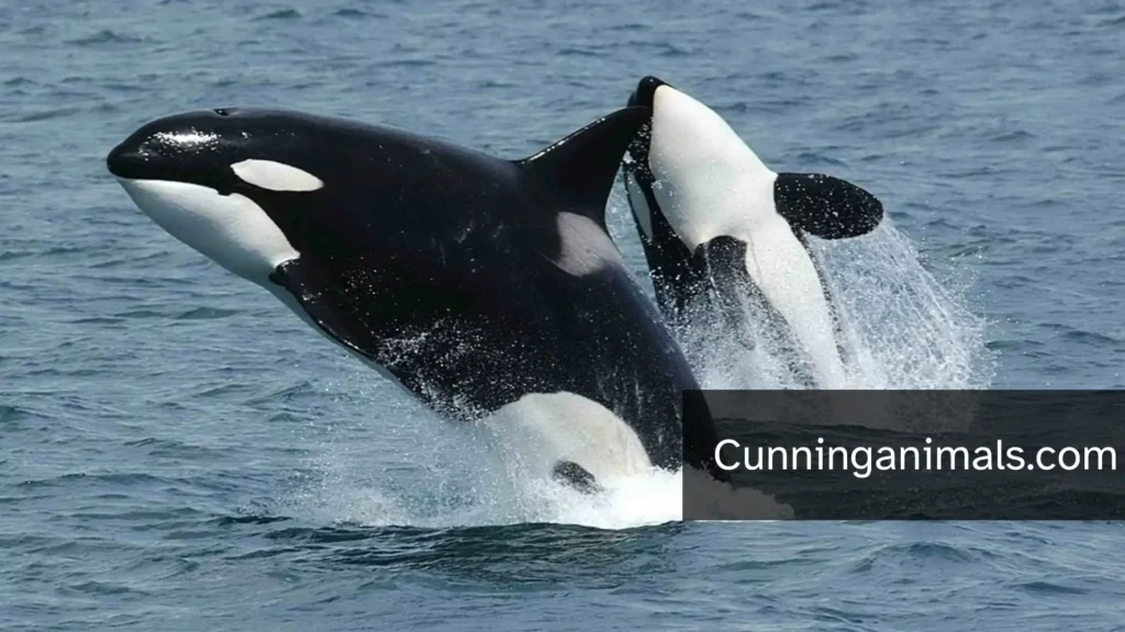 animals known for being sneaky