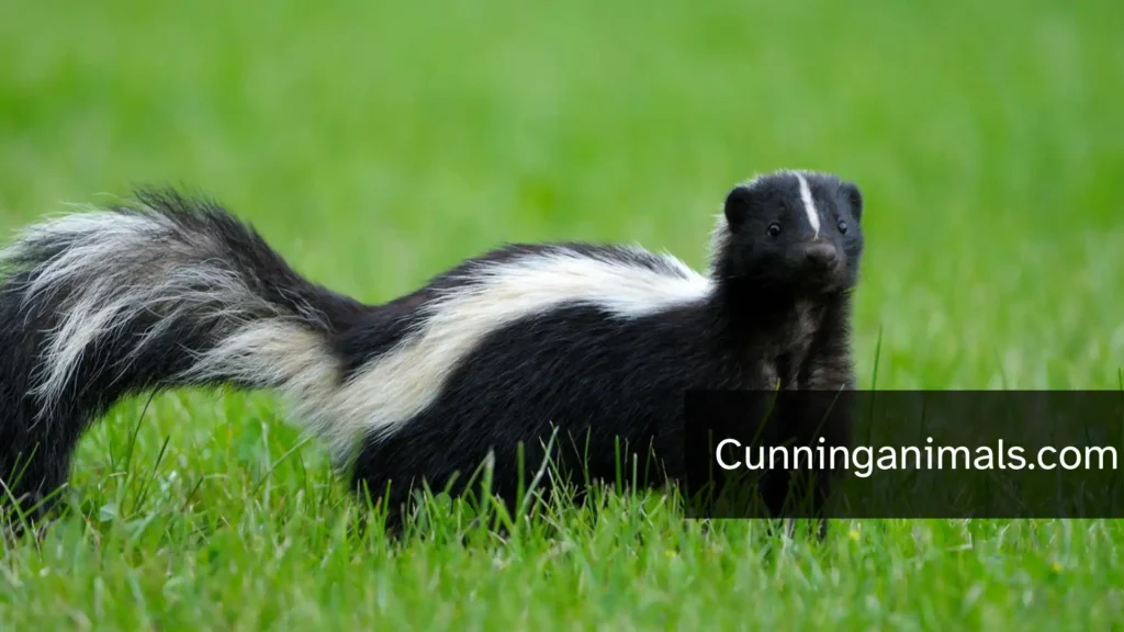 animals related to skunks