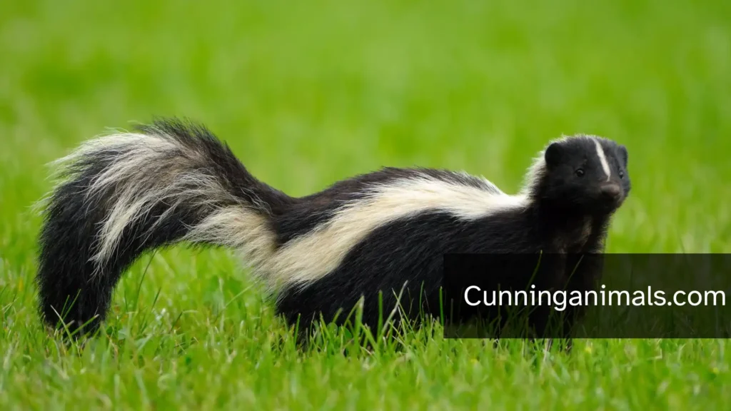 animals related to weasels