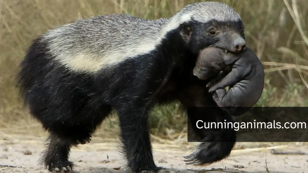 animals similar to skunks