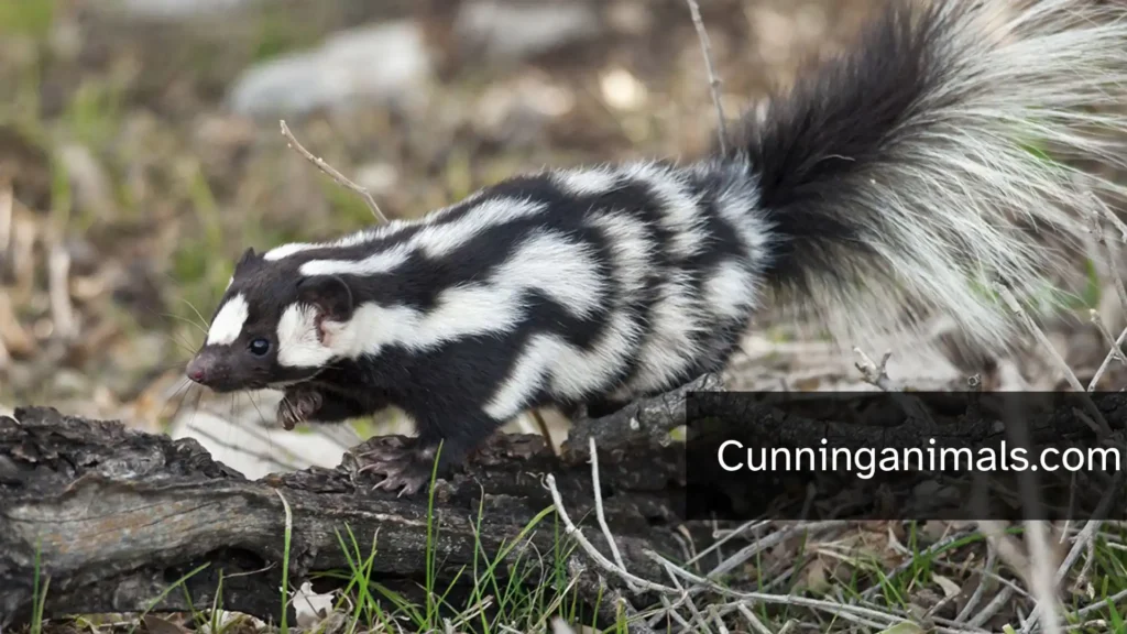 animals that look like skunks