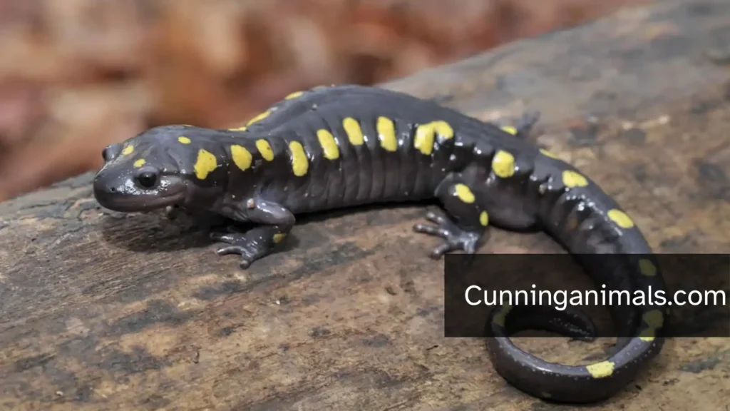 animals with limited hearing
