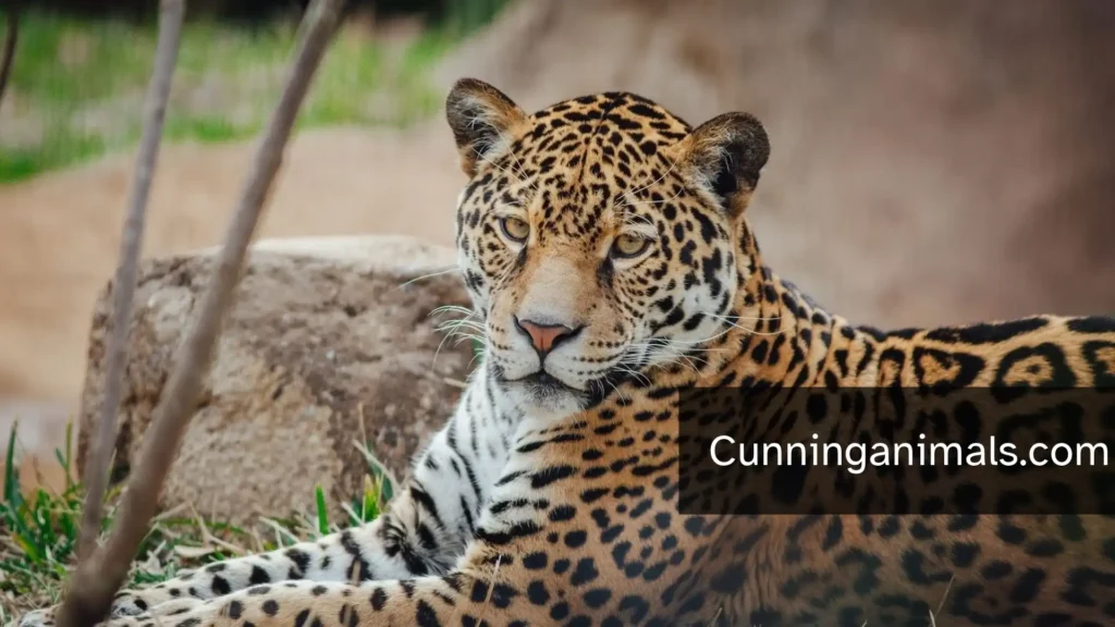 animals with unique spots