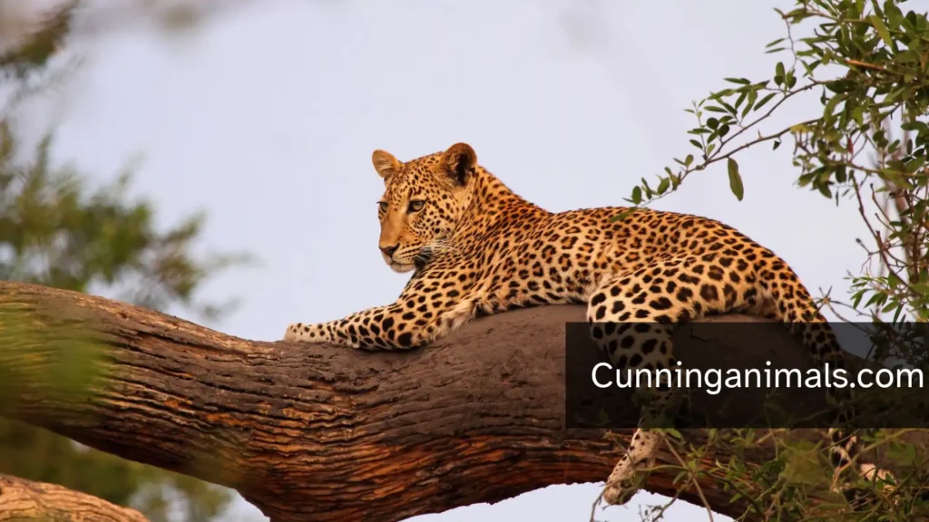 animals with white spots