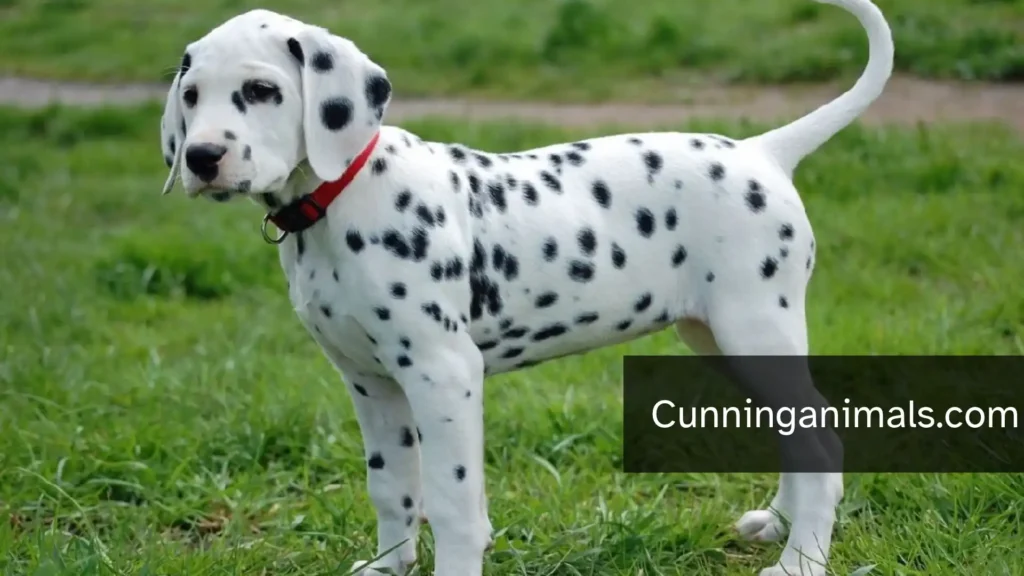 big cats with spots