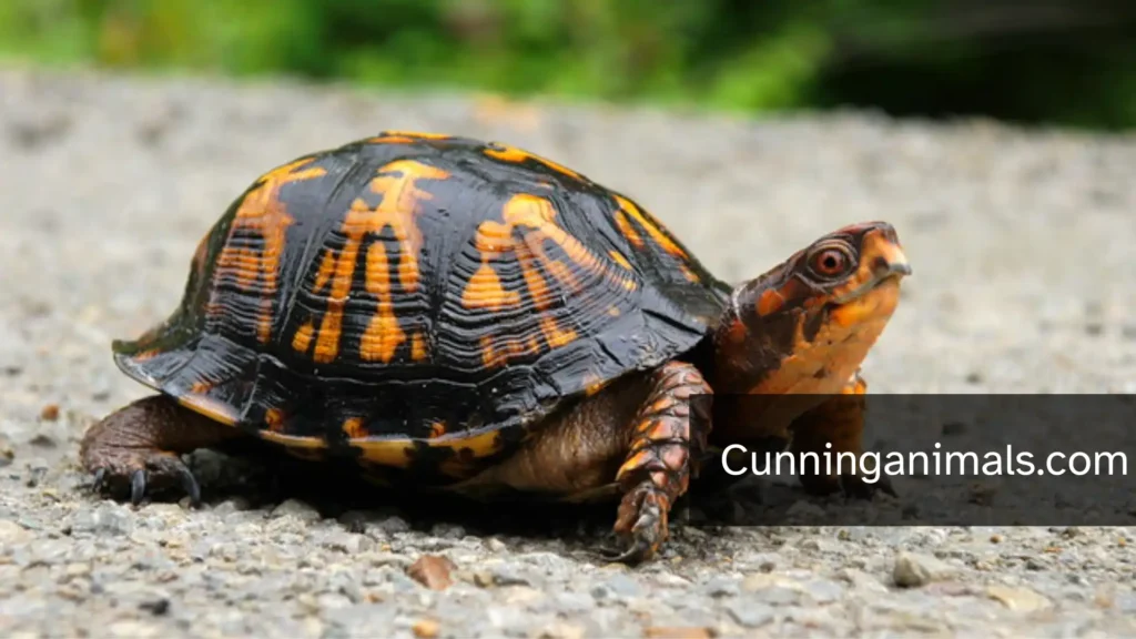 can turtles climb trees