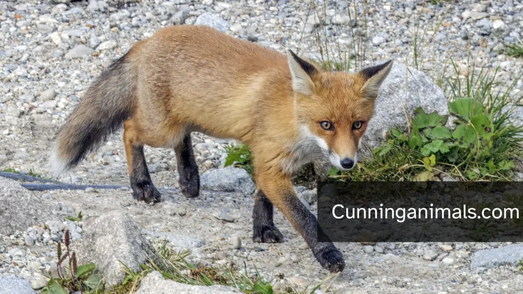 cunning animal
