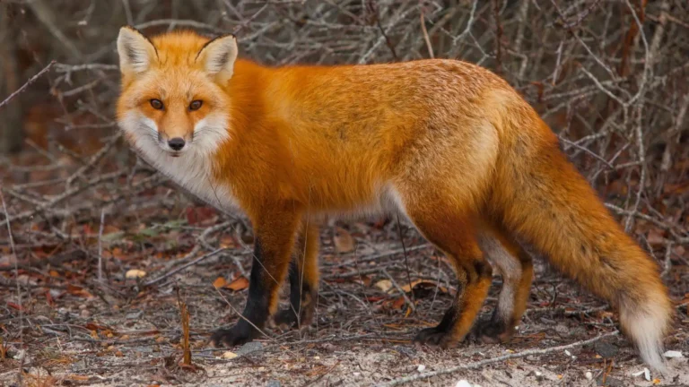 cunning animals