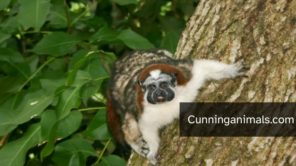cute monkeys
