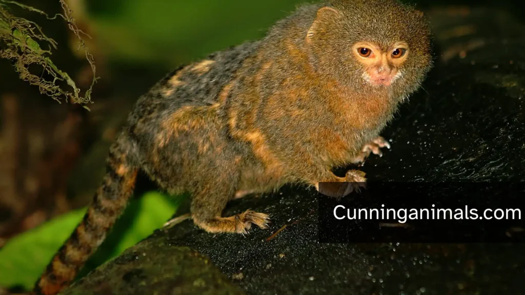 cute small monkey breeds