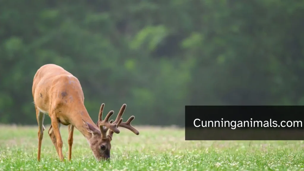 deer diet in winter