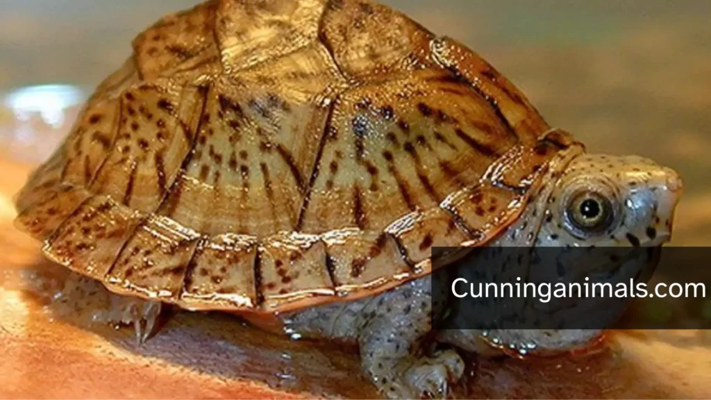 do turtles climb trees