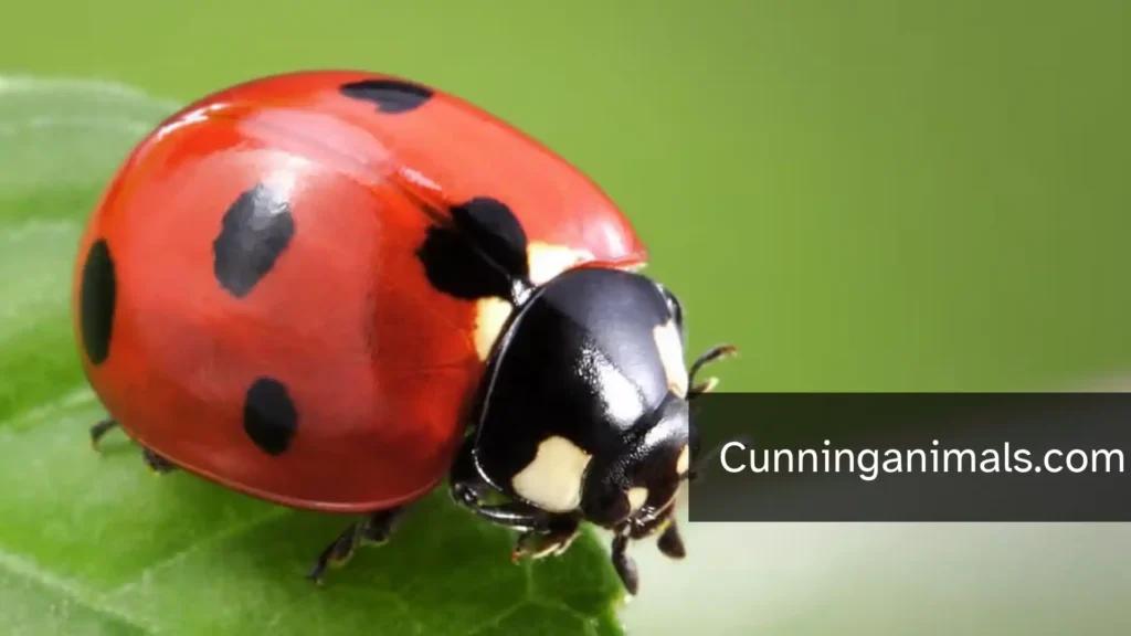 exotic animals with spots