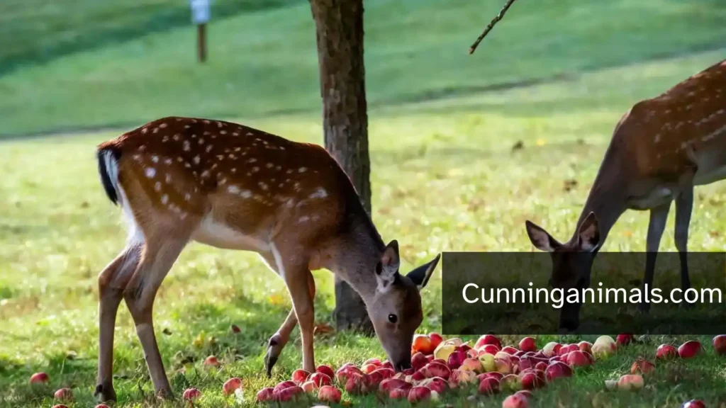 fruits deer eat