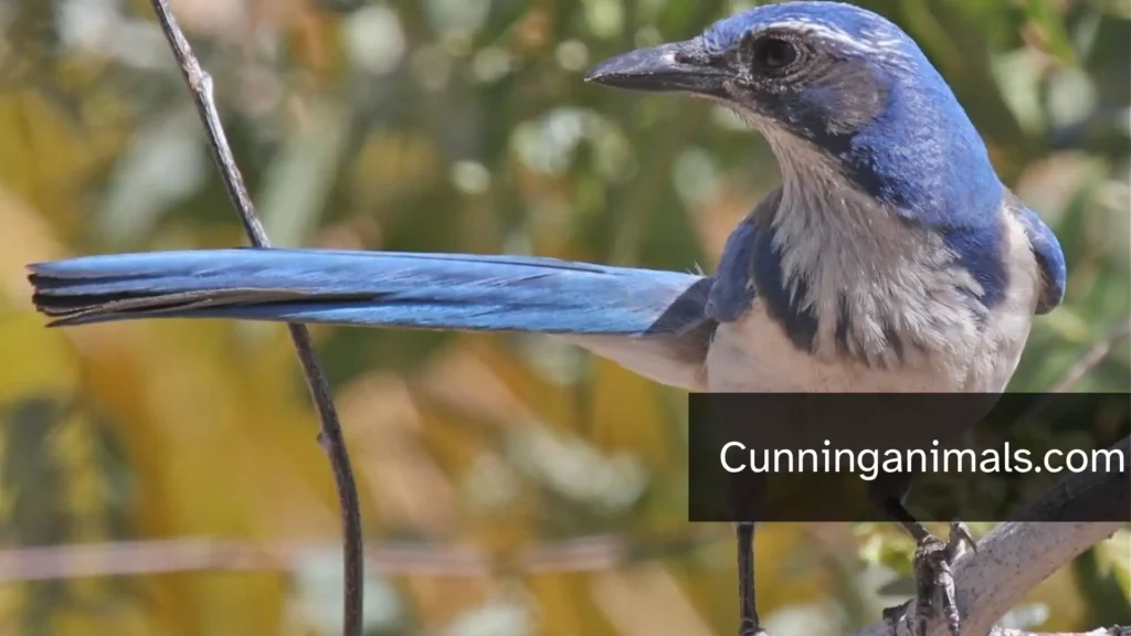intelligent wildlife