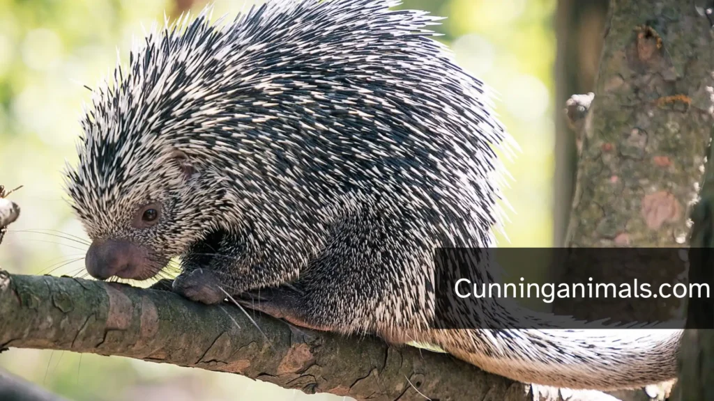 interesting animal facts