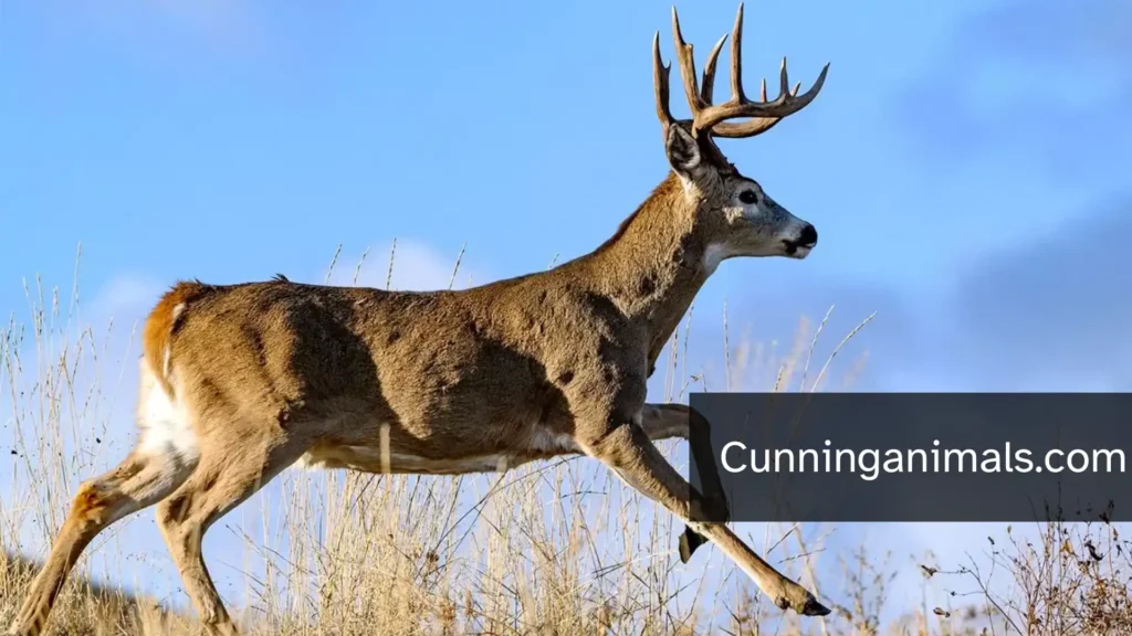 is a deer a herbivore