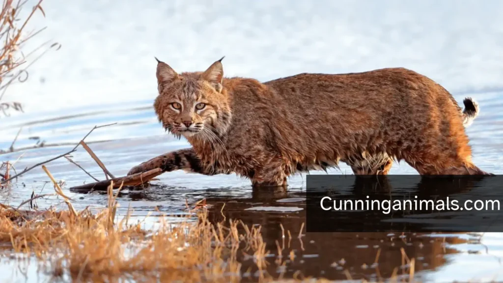 mammals with spots