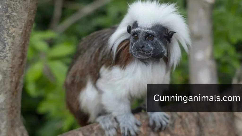 miniature monkeys