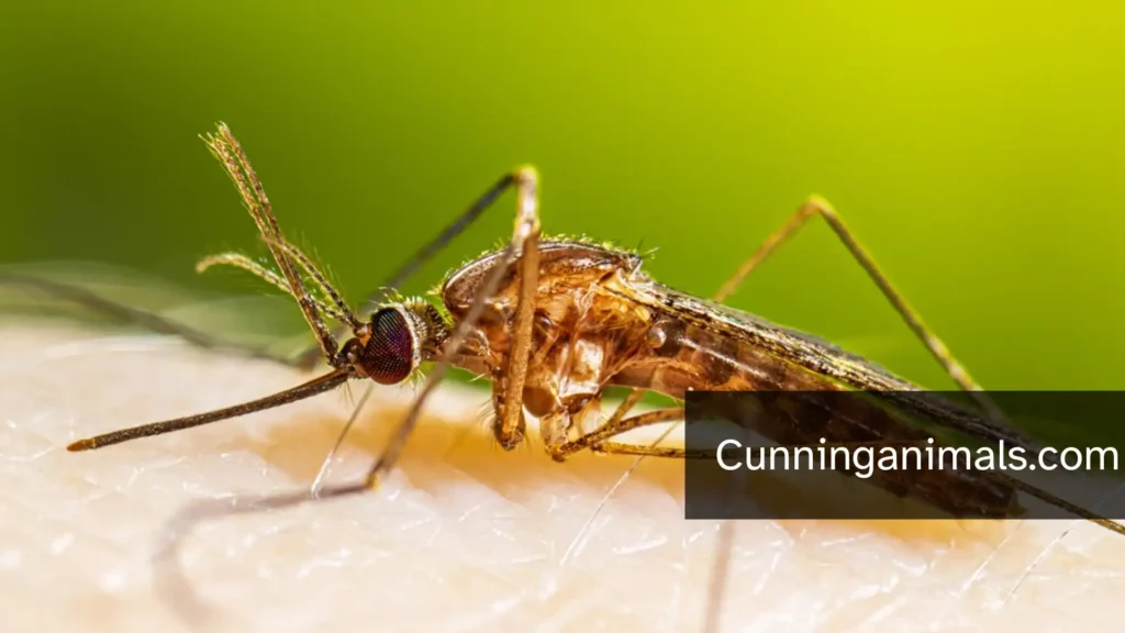 most deadly animals