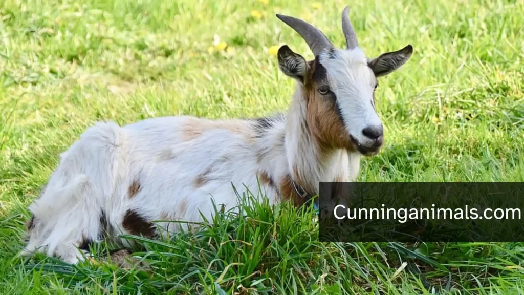 most stubborn animals