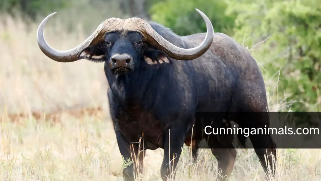 rebellious animals,