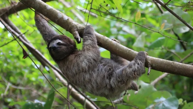 slow animals