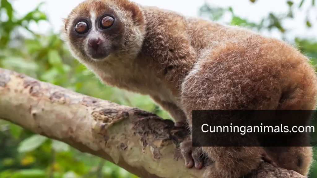 slowest animals