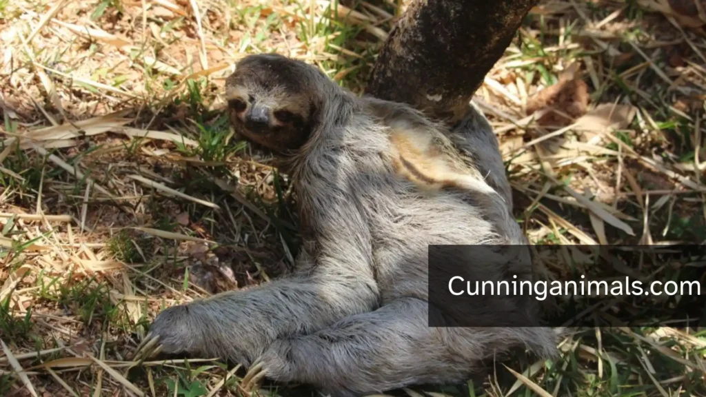 slowest animals in the world