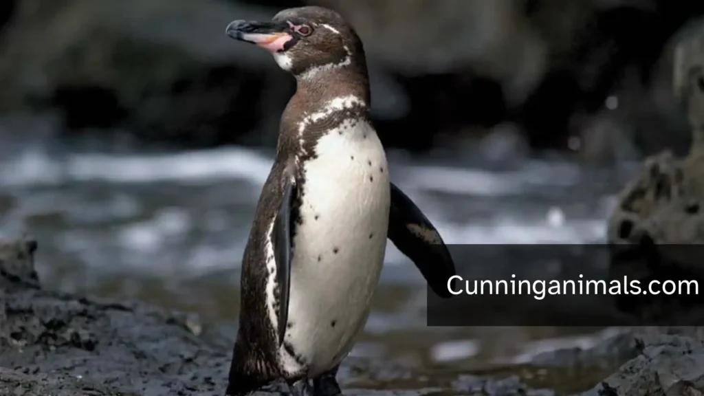 slowest sea animals