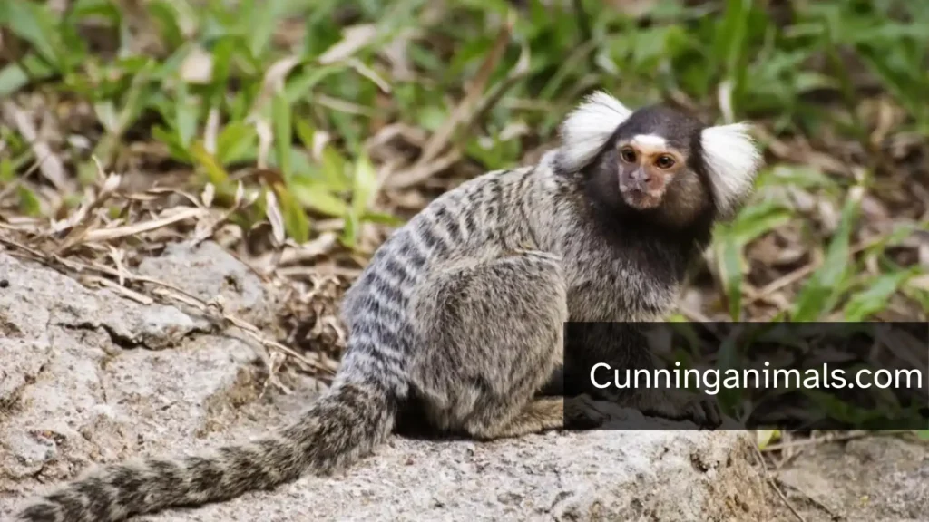 small monkey