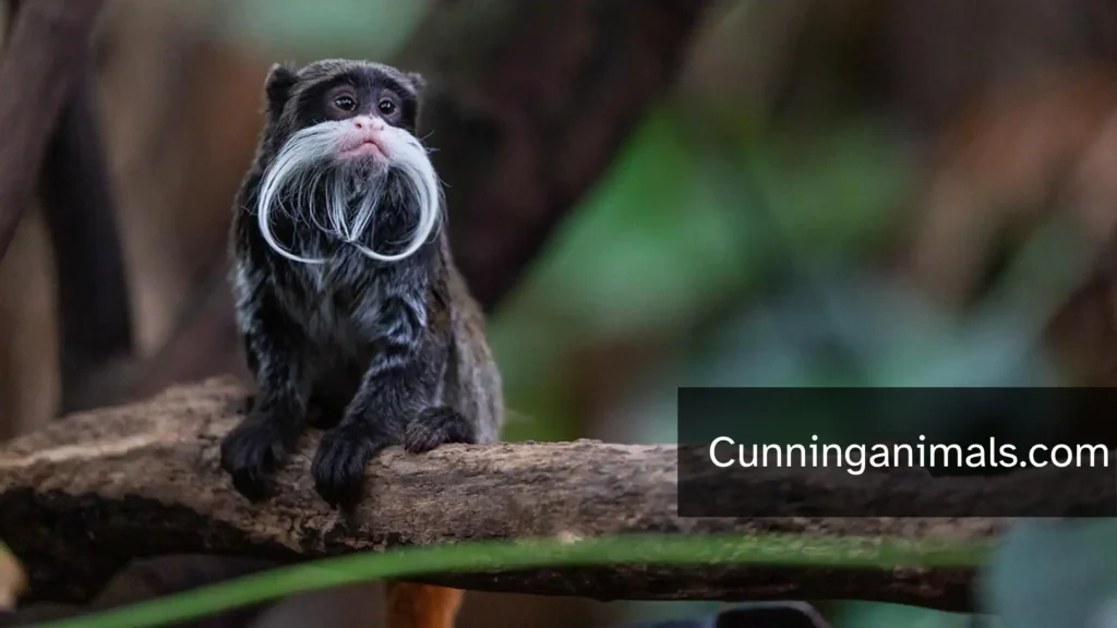 small monkey breeds for pets