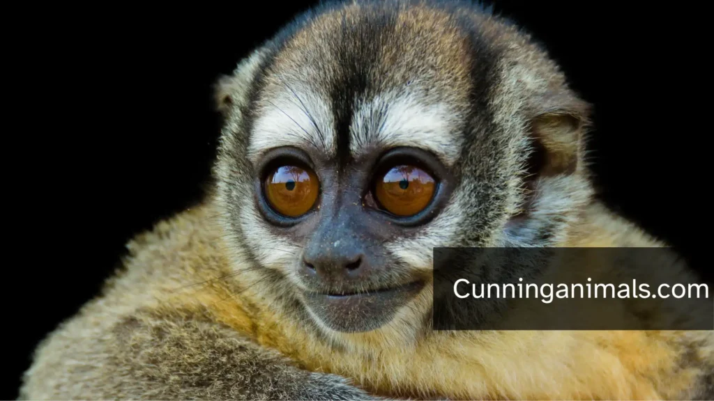 smallest monkey breeds