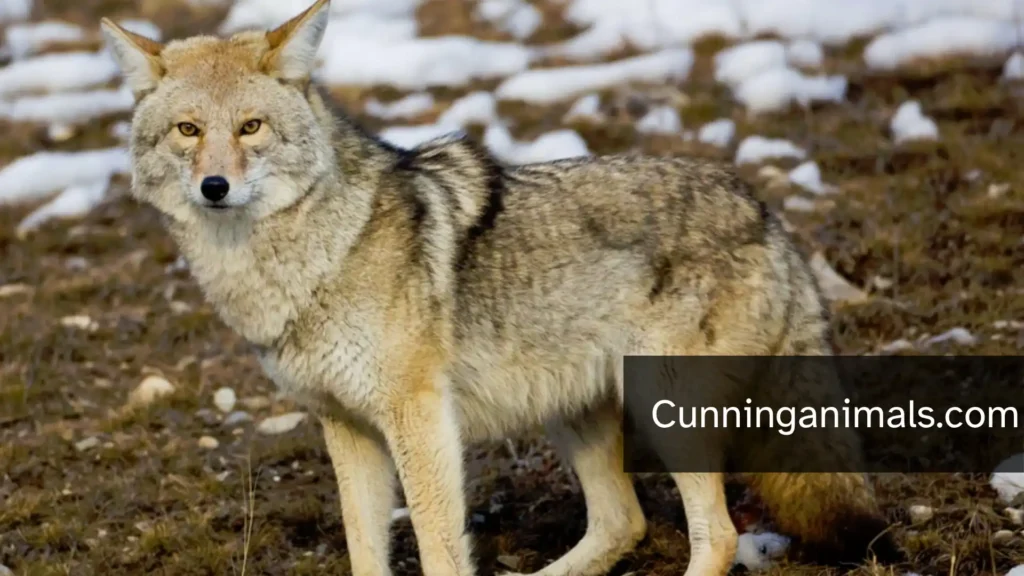 smart animals in the wild