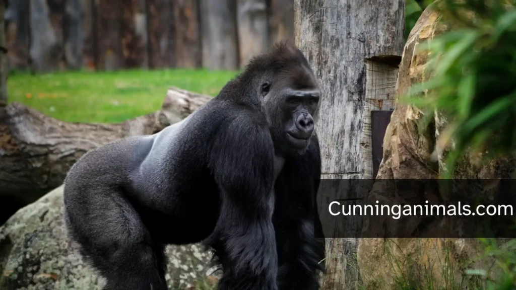 strongest animals on Earth