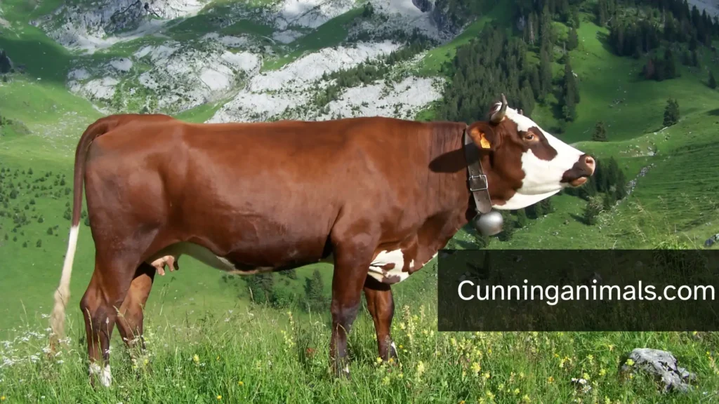 stubborn mammals