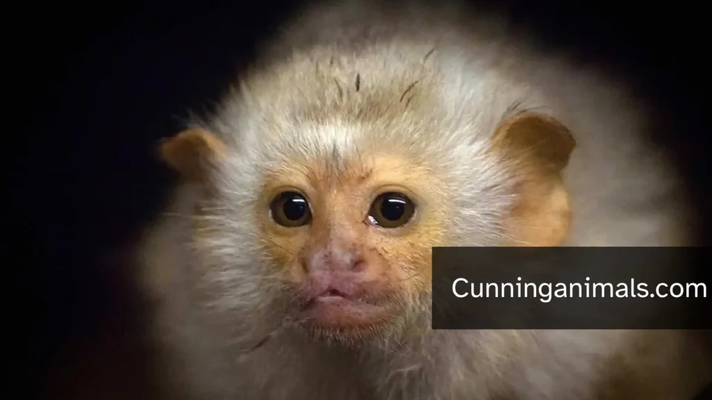 tiny monkey breeds