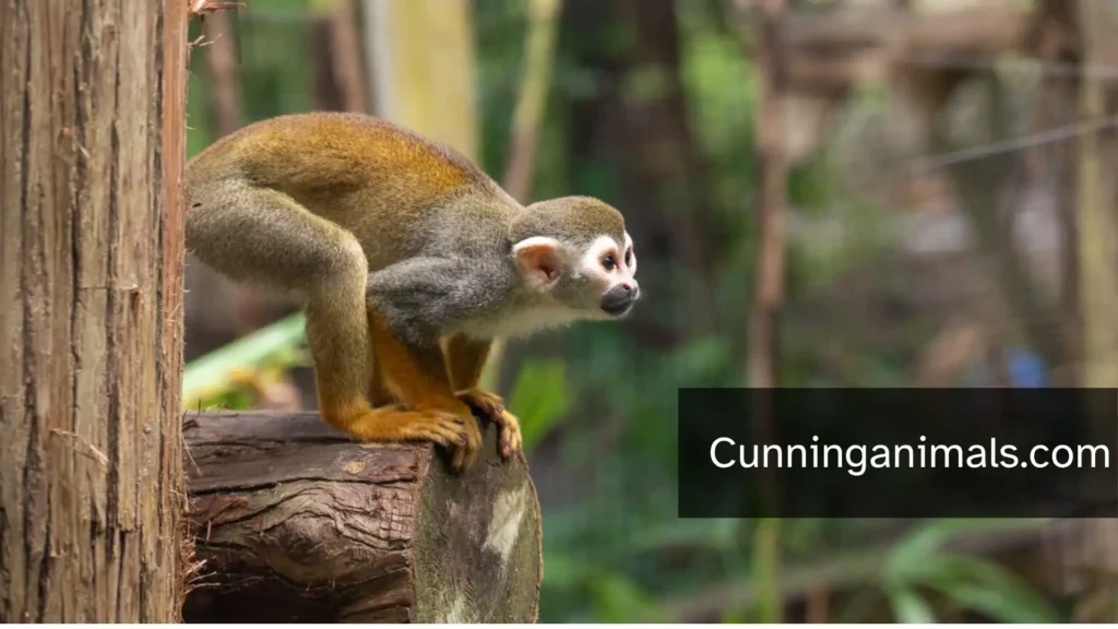 types of monkeys