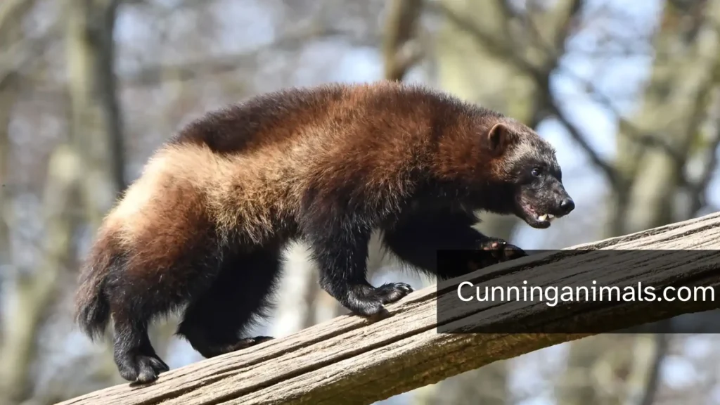 weasel family animals