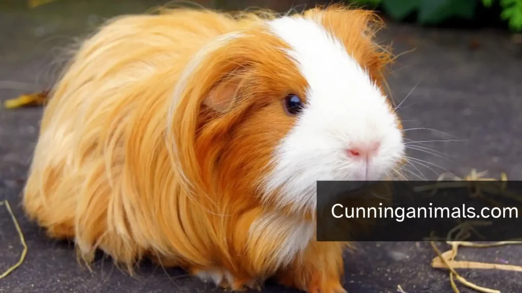 Animal That Looks Like a Capybara