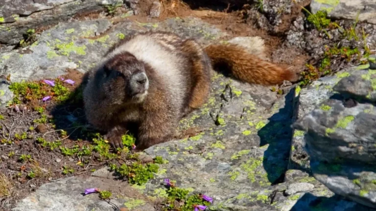 Animals Like Groundhogs