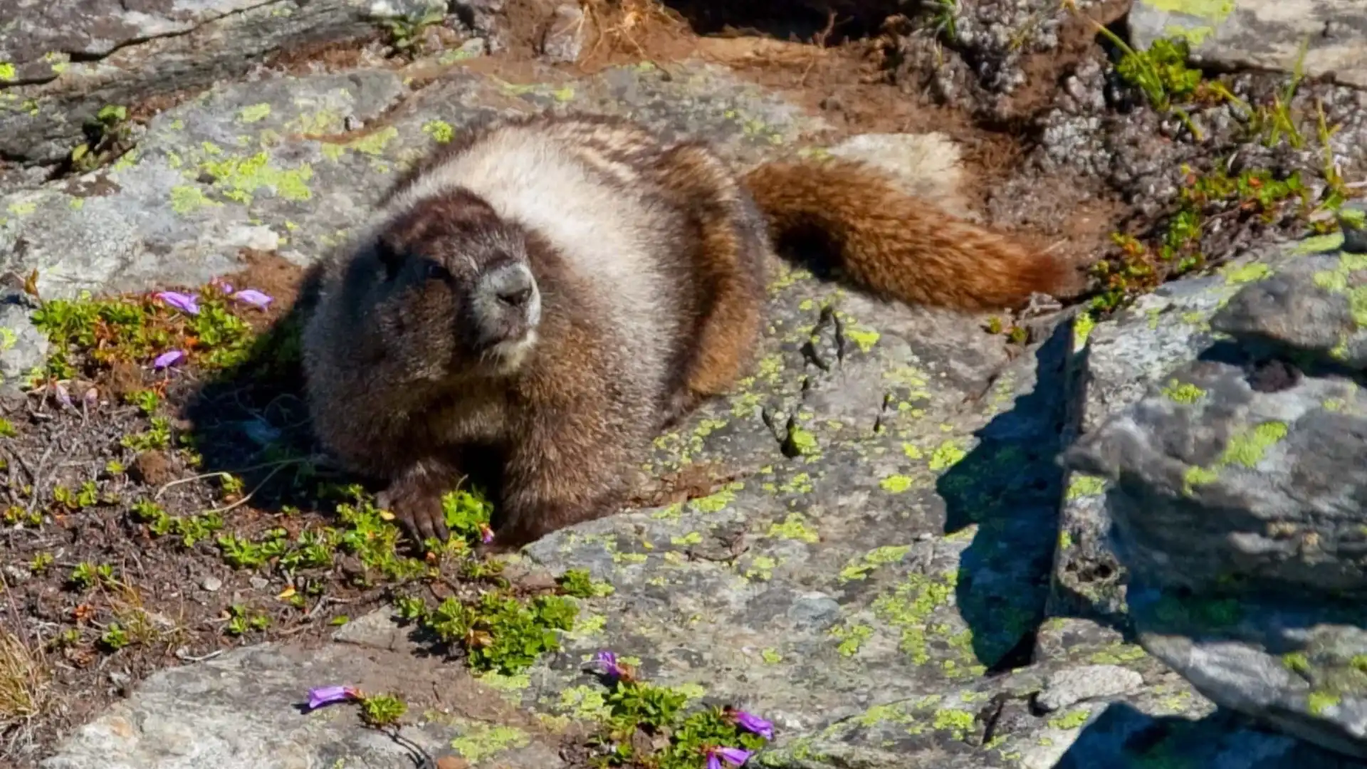 Animals Like Groundhogs