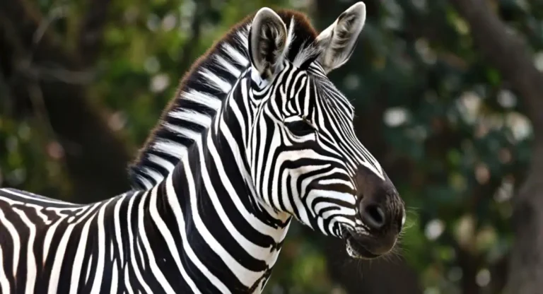 Animals Like Horses