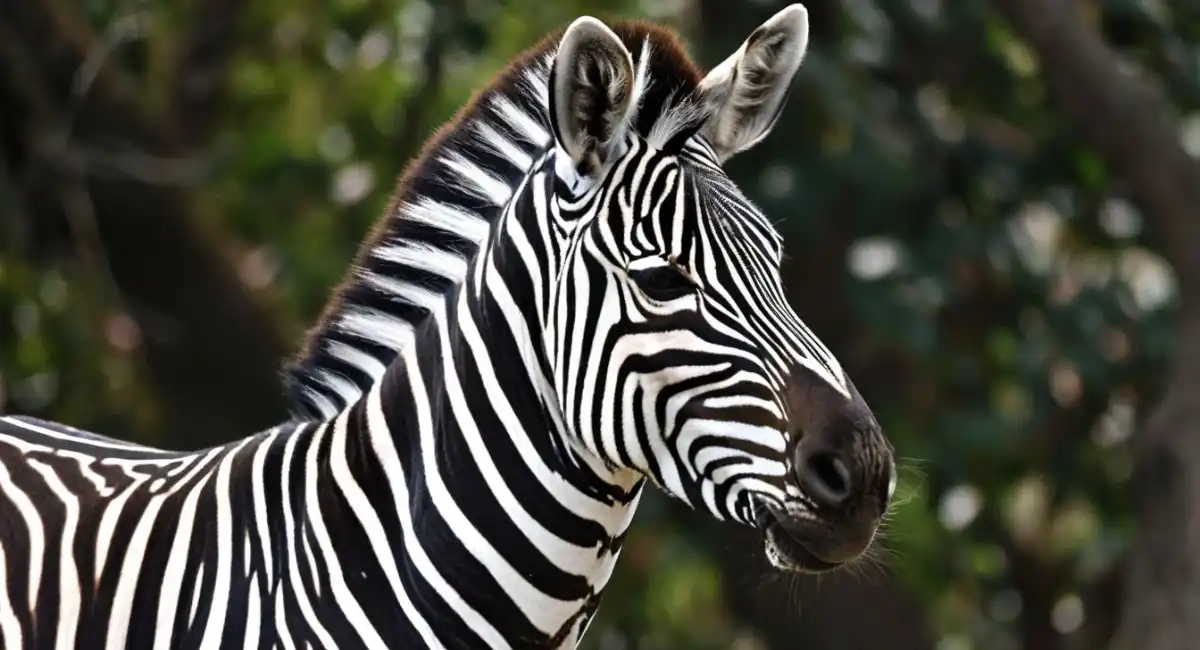 Animals Like Horses