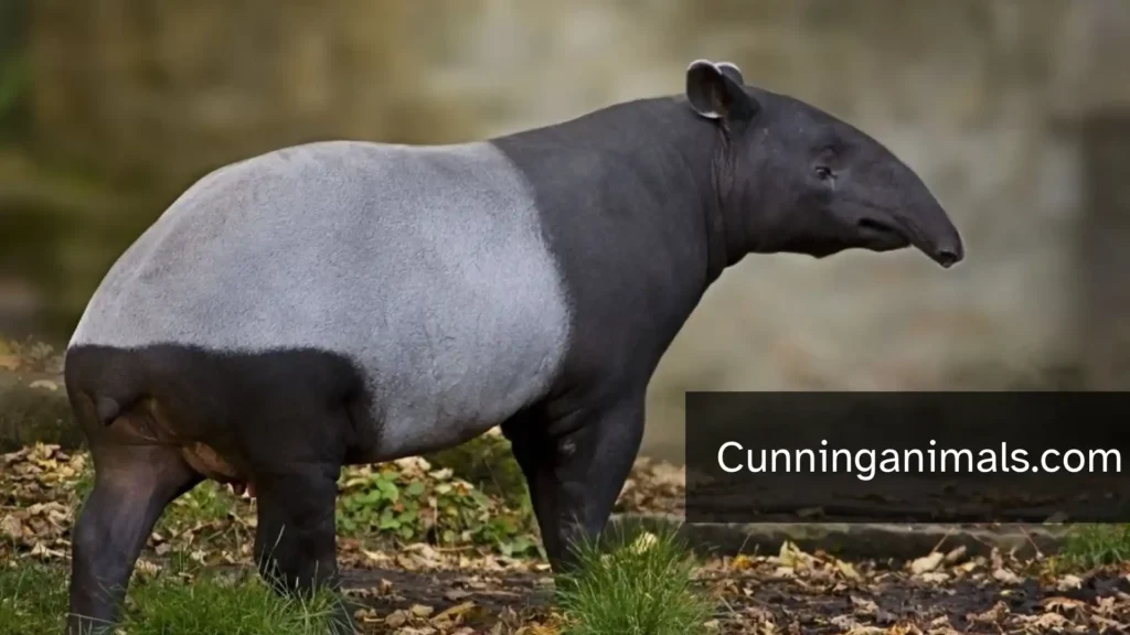 Animals Related to Horses