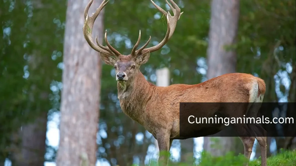 Animals Resembling Horses