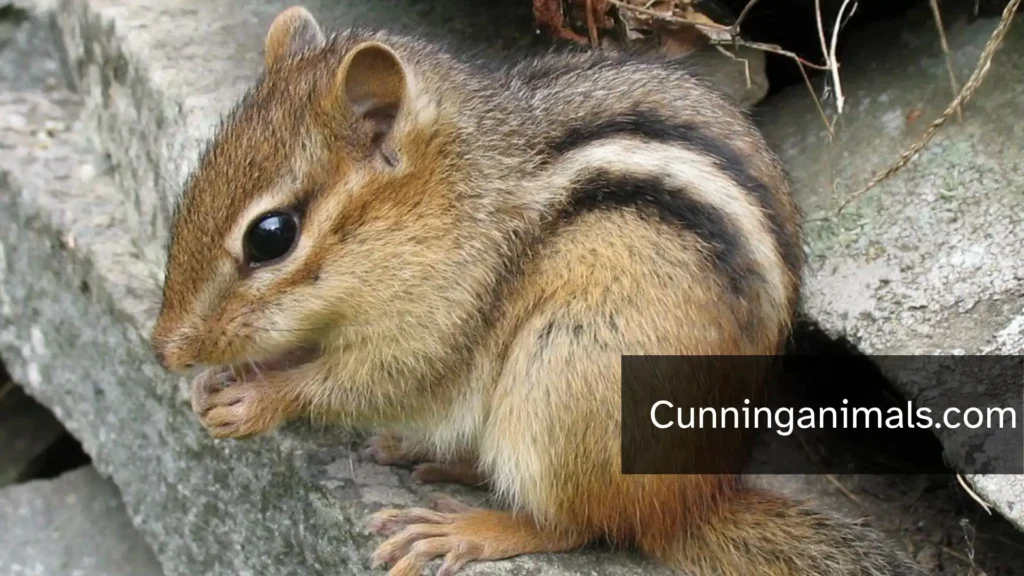 Animals Similar To Groundhogs