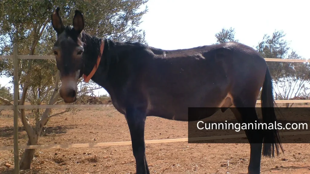 Animals Similar to Horses