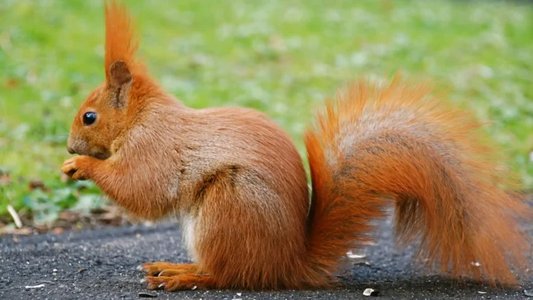 Animals That Eat Corn